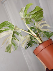 Monstera Variegata Adult