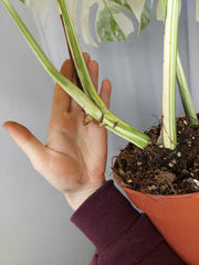 Monstera Variegata Adult