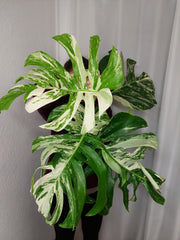 Monstera Variegata Adult