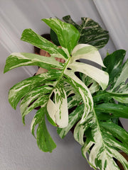 Monstera Variegata Adult