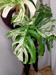 Monstera Variegata Adult