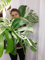 Monstera Variegata Adult
