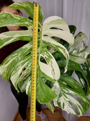 Monstera Variegata Adult