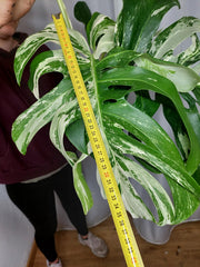 Monstera Variegata Adult