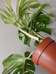 Monstera Variegata Adult
