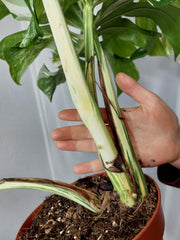 Monstera Variegata Adult