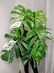 Monstera Variegata Adult