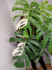 Monstera Variegata Adult