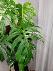 Monstera Variegata Adult