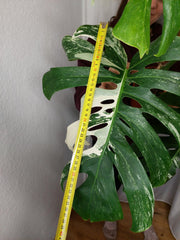 Monstera Variegata Adult