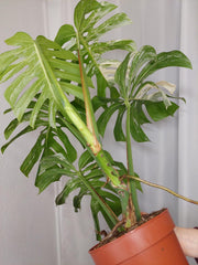 Monstera Variegata Adult