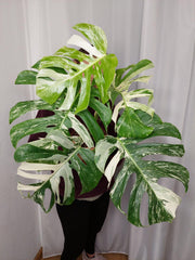 Monstera Variegata Adult
