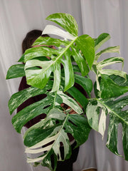 Monstera Variegata Adult