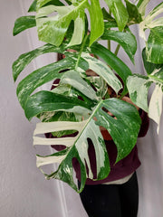 Monstera Variegata Adult