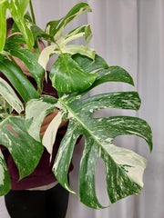 Monstera Variegata Adult