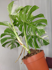 Monstera Variegata Adult