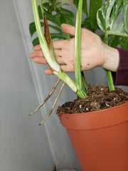 Monstera Variegata Adult