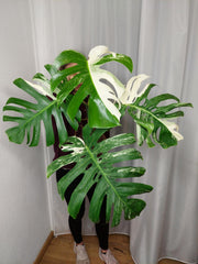 Monstera Variegata Adult