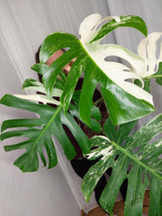 Monstera Variegata Adult