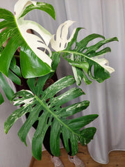 Monstera Variegata Adult