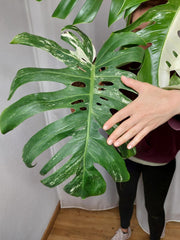 Monstera Variegata Adult