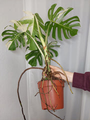 Monstera Variegata Adult