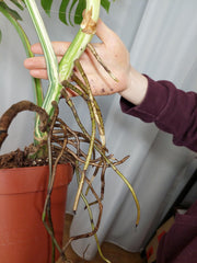 Monstera Variegata Adult