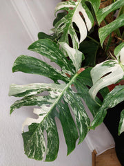 Monstera Variegata buschig