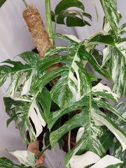 Monstera Variegata buschig