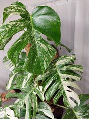 Monstera Variegata buschig