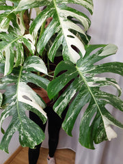 Monstera Variegata buschig