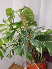 Monstera Variegata buschig