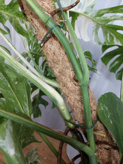 Monstera Variegata buschig