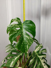Monstera Variegata buschig