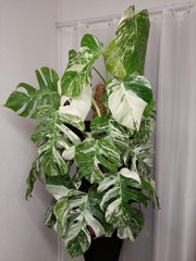 Monstera Variegata buschig