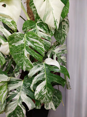Monstera Variegata buschig