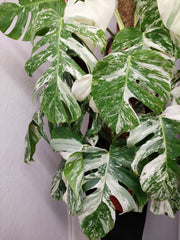 Monstera Variegata buschig