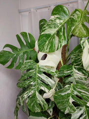 Monstera Variegata buschig
