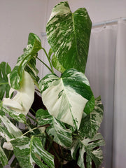 Monstera Variegata buschig