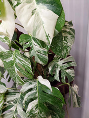 Monstera Variegata buschig