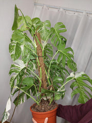 Monstera Variegata buschig