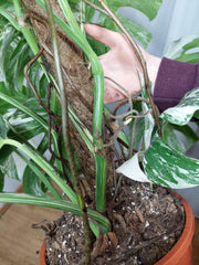 Monstera Variegata buschig