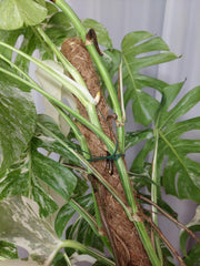Monstera Variegata buschig