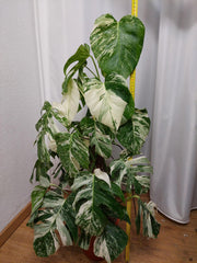 Monstera Variegata buschig