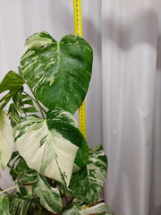 Monstera Variegata buschig