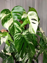 Monstera Variegata buschig