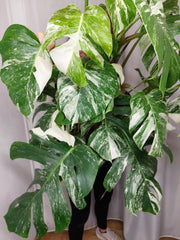 Monstera Variegata buschig