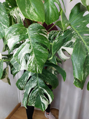 Monstera Variegata buschig