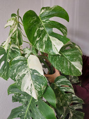 Monstera Variegata buschig
