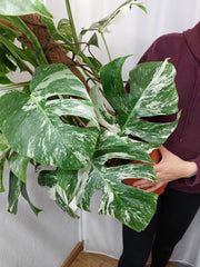 Monstera Variegata buschig